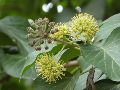 Hedera crebrescens