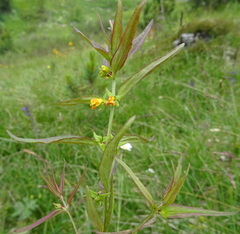 Melampyrum sylvaticum