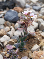Aethionema saxatile scopulorum
