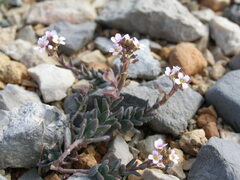 Aethionema saxatile scopulorum