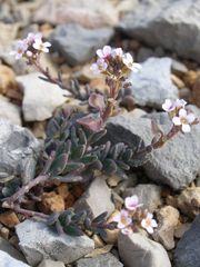 Aethionema saxatile scopulorum