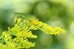 Phaneroptera nigroantennata