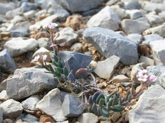 Aethionema saxatile scopulorum