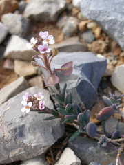 Aethionema saxatile scopulorum