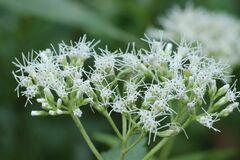 Eupatorium makinoi