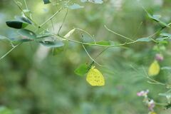 Eurema mandarina