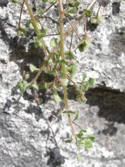 Veronica cymbalaria