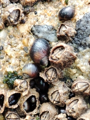 Melarhaphe neritoides
