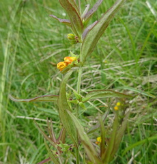 Melampyrum sylvaticum