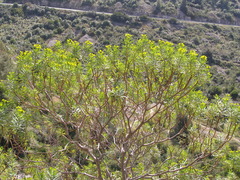Euphorbia dendroides