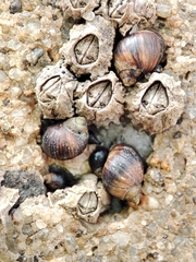 Melarhaphe neritoides