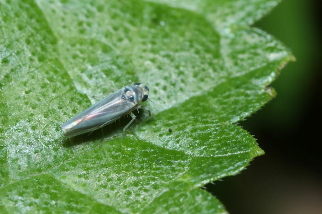 Zygina takasagonis
