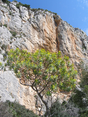 Euphorbia dendroides