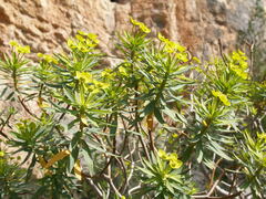 Euphorbia dendroides