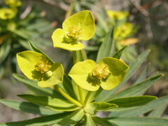 Euphorbia dendroides