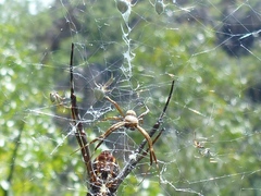 Argiope radon