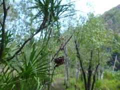 Argiope radon