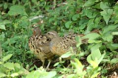 Bambusicola thoracicus