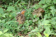 Bambusicola thoracicus