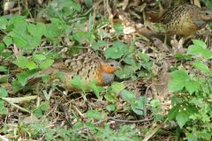 Bambusicola thoracicus