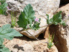 Erodium malacoides