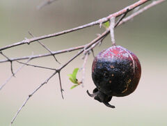 Psidium guajava