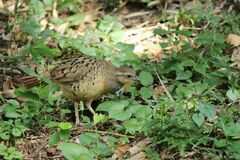 Bambusicola thoracicus