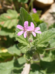 Erodium malacoides