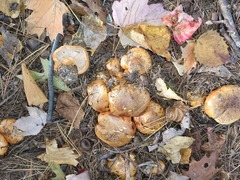 Tricholoma aurantium