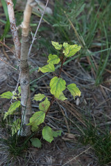 Triumfetta semitriloba