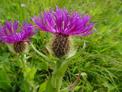 Centaurea nervosa