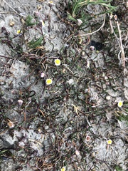 Poecilolepis maritima