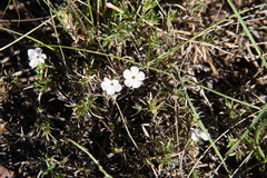 Phlox austromontana