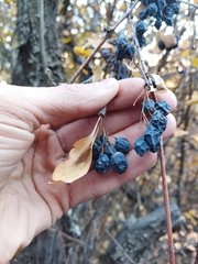 Berberis sphaerocarpa