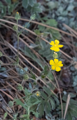 Potentilla hippiana