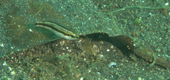 Scolopsis affinis