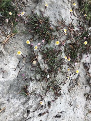 Poecilolepis maritima
