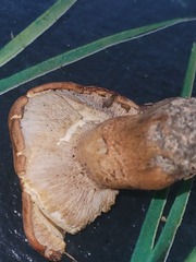 Tricholoma aurantium