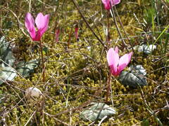 Cyclamen repandum