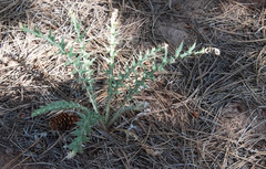 Cirsium arizonicum