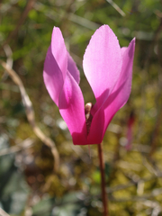 Cyclamen repandum