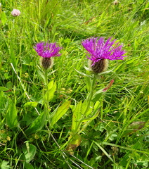 Centaurea nervosa