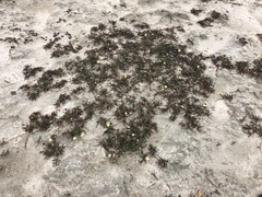 Poecilolepis maritima