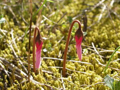 Cyclamen repandum