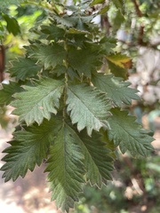 Leucosidea sericea