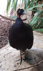 Afropavo congensis