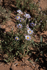 Dieteria canescens