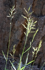 Sporobolus cryptandrus