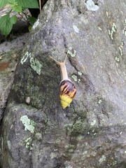 Amphidromus perversus