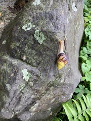 Amphidromus perversus